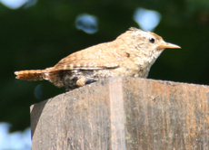 Amsel-junge-Amsel-B-2.jpg